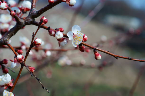 istock Photo of cherry blossoms in spring. Blooming fruit tree. 1215165802