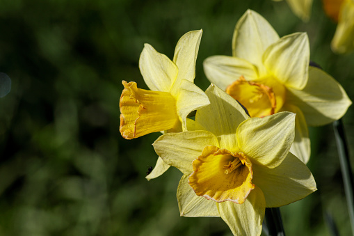 Close up. Daffodil trumpets provide one of the largest - and strongest - yellows amongst the spring flowers of the UK. Appropriately, since the daffodil is the national flower of Wales, they start to burst their buds and sport their yellow petals around March 1st, St. David's Day.