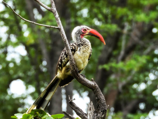 istock Southern Red Billed Hornbill 1215167968