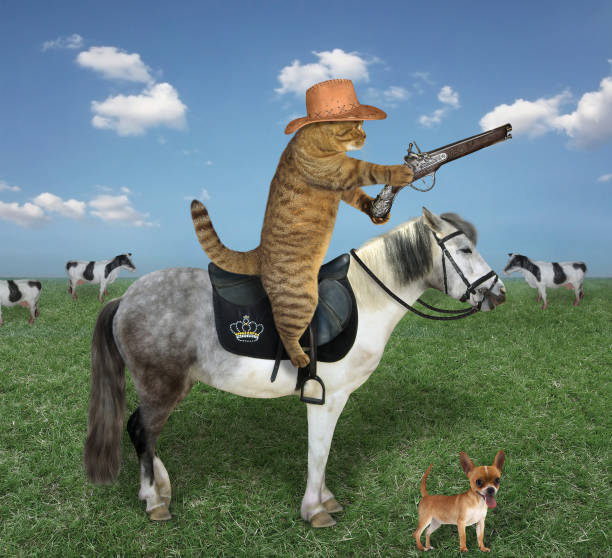 The beige cat in a cowboy hat with his dog grazes a herd of cows on the farm. He has an antique flintlock pistol.