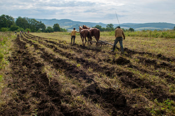istock Rural landscape with a potato field. 1215168058