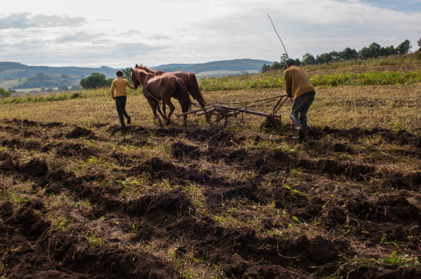 istock Rural landscape with a potato field. 1215168265