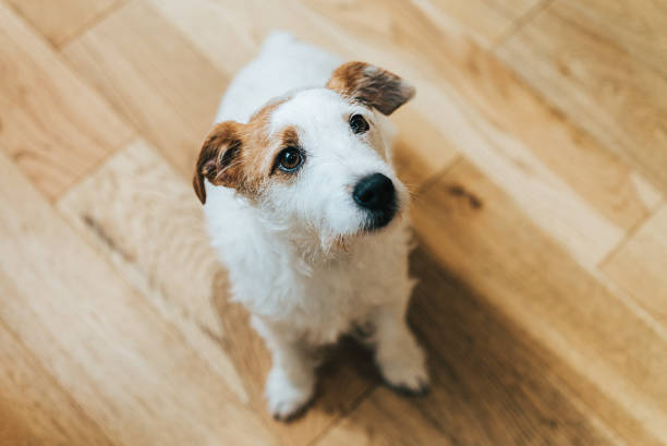istock Dog looks up 1215168310