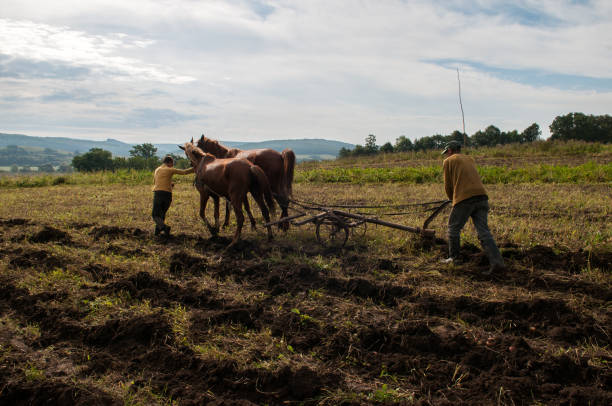 istock Rural landscape with a potato field. 1215168365