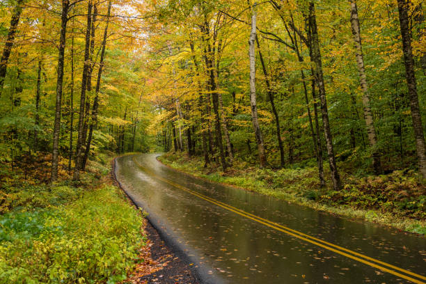 istock Empty mountain road through a forest on a rainy autumn day 1215168516