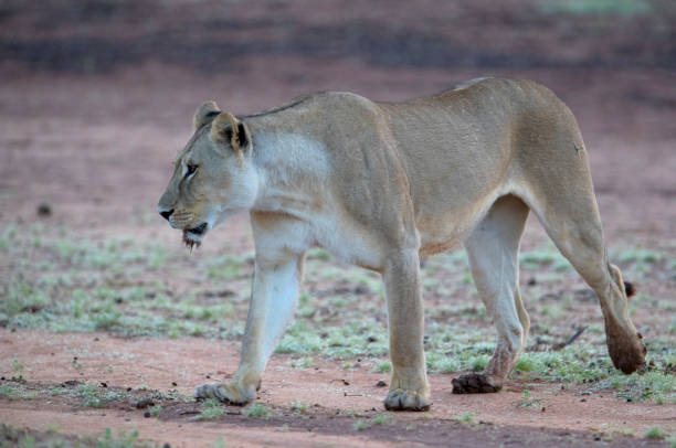 istock African Lion in the Kalahari desert 1215169070