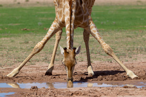istock Giraffe in the waterhole. 1215170071