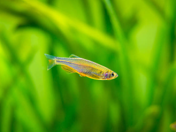 zebrafish (Danio rerio) isolated in a fish tank zebrafish (Danio rerio) isolated in a fish tank danio stock pictures, royalty-free photos & images