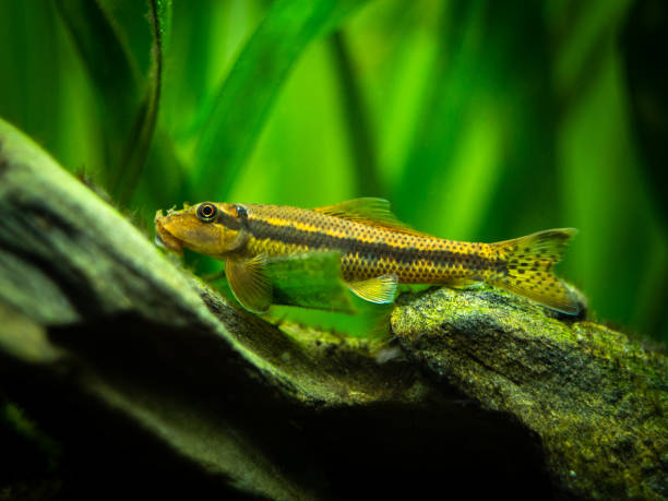 istock Chinese Algae Eater close up in fish tank (Gyrinocheilus aymonieri) with blurred background 1215170276