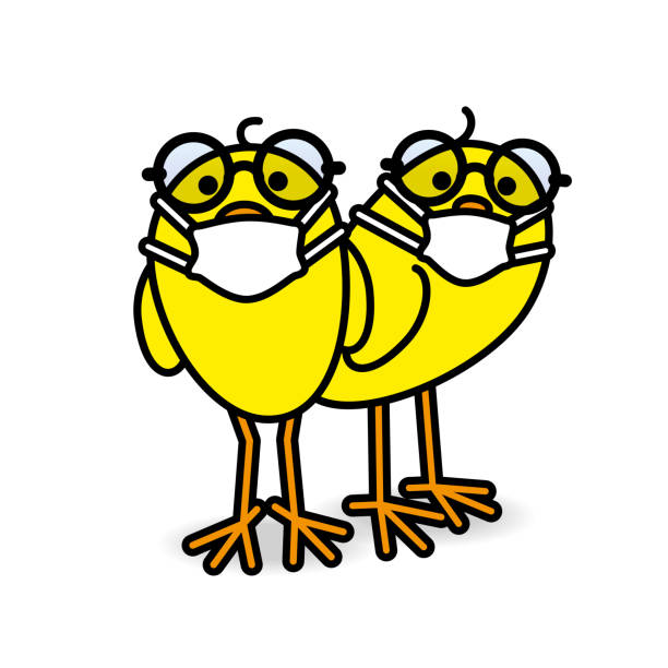 dwie żółte pisklęta noszące okulary i maski medyczne - young animal young bird baby chicken chicken stock illustrations