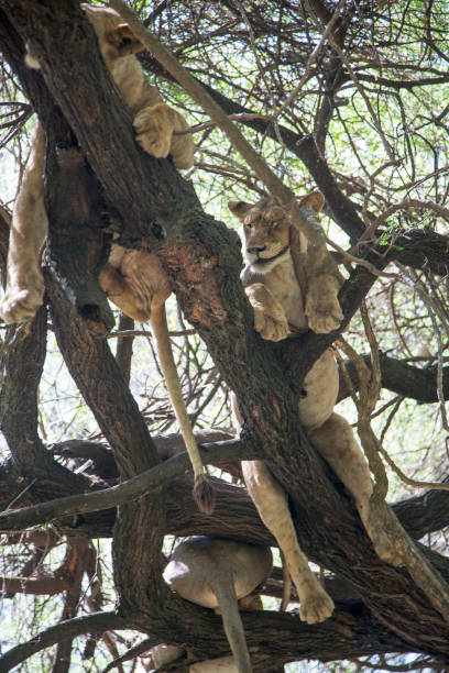 istock Group of lionesses sleepingg on a tree 1215171452