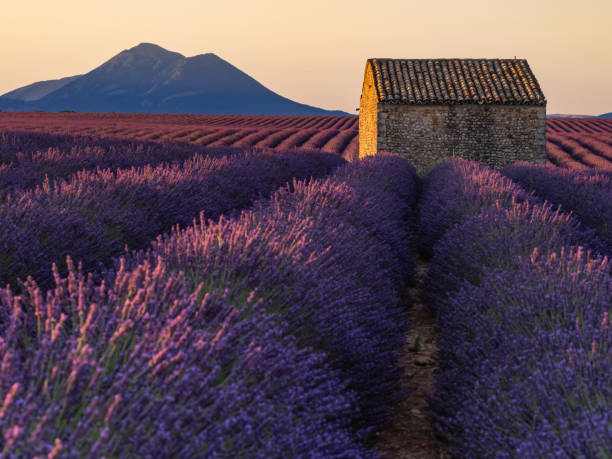 istock lavender , Lavandula, lavande, lavender 1215171547