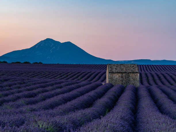istock lavender , Lavandula, lavande, lavender 1215171592