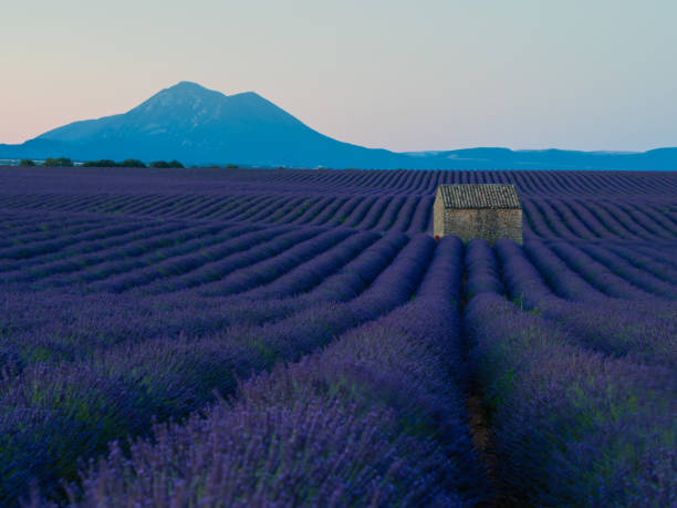 istock lavender , Lavandula, lavande, lavender 1215171760