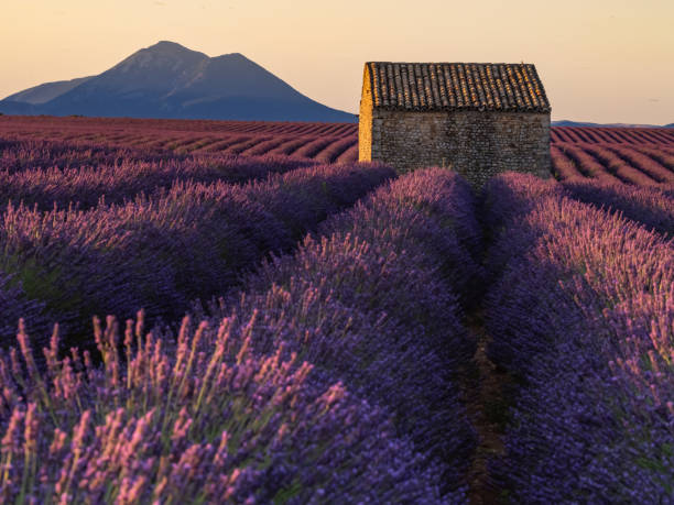 istock lavender , Lavandula, lavande, lavender 1215171813