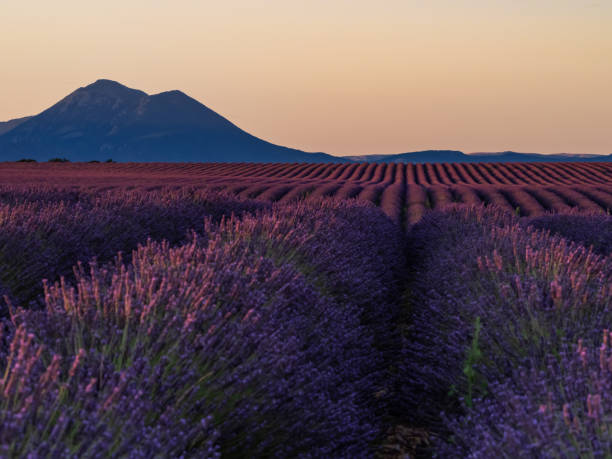istock lavender , Lavandula, lavender, lavender 1215173629