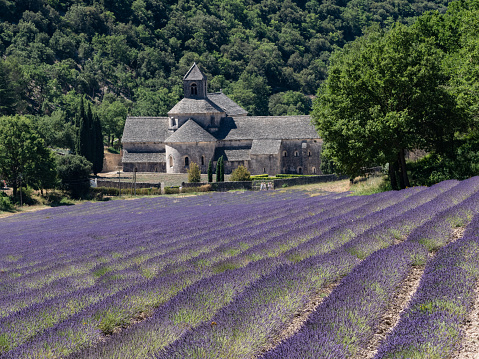 Abdij van senanque achter een lavendel veld, abbaye de senanque with a lavender field