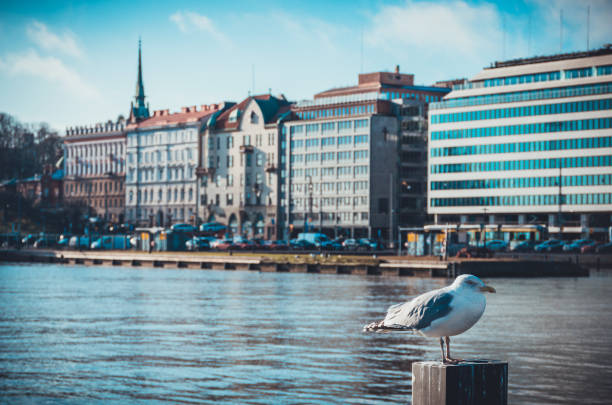 una gaviota en la costa en un casco antiguo de helsinki - sunny day sunlight seagull fotografías e imágenes de stock