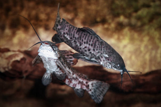 Hoplo Catfish (Hoplosternum thoracatum) swimming in freshwater aquarium
