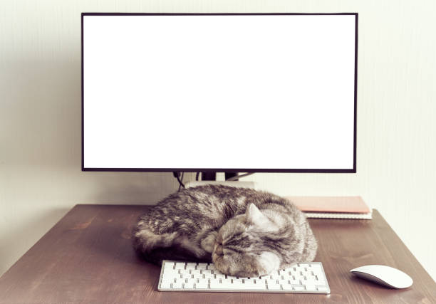 Keep calm and stay home concept. Fluffy cat sleeps on desktop next to computer.