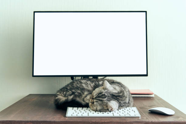 istock Keep calm and stay home concept. Fluffy cat sleeps on desktop next to computer. 1215176256