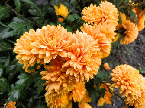 Close-up of beautiful orange chrysanthemums on the flowerbed