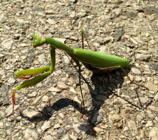 istock European Praying mantis (Mantis religiosa) 1215178494