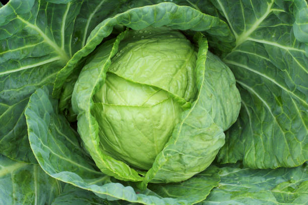 istock Fresh cabbage with green leaves top view. 1215178774