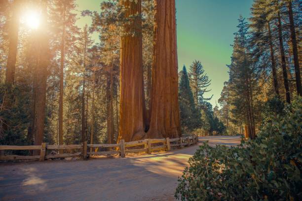 istock Sequoias National Park Road 1215179382