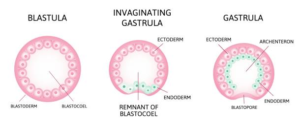 the process of gastrulation. Remnant of blastocoel, invaginating, endoderm, ectoderm, the process of gastrulation. Remnant of blastocoel, invaginating, endoderm, ectoderm, blastopore, archenteron stage of segmentation of a fertilized ovum. Human embryonic development. Vector illustration human blastocyst stock illustrations