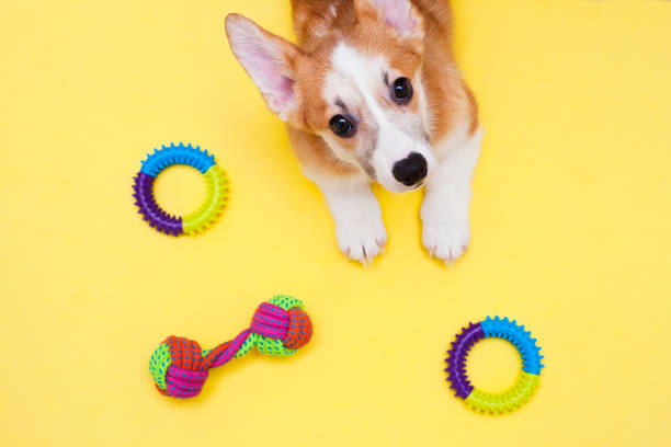 Concept pet care, playing and training stock photo