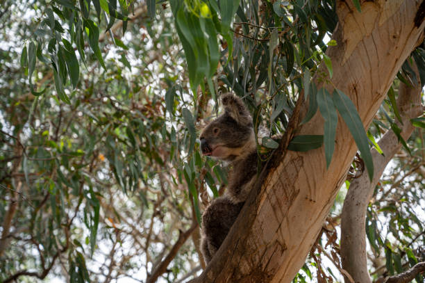 istock Koala, Phascolarctos cinereus, awake on a tree branch of Eucalyptus tree, Kennett River, Victoria, Australia 1215180263