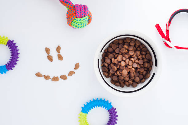 istock Concept pet care, playing and training 1215180308