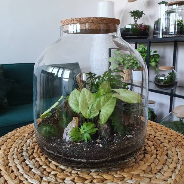 istock Beautiful jar with live forest with self ecosystem, terrarium, forest in a jar 1215180561