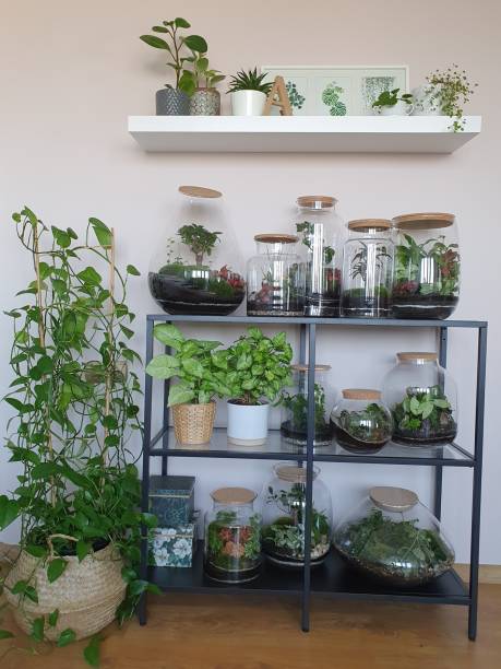 istock Beautiful jar with live forest with self ecosystem, terrarium, forest in a jar 1215180583