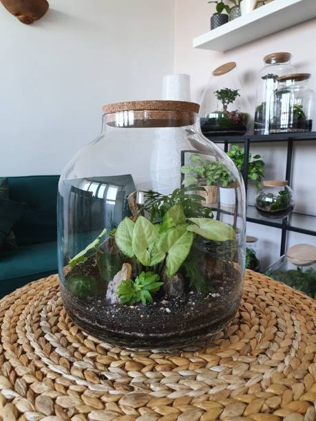 istock Beautiful jar with live forest with self ecosystem, terrarium, forest in a jar 1215180628