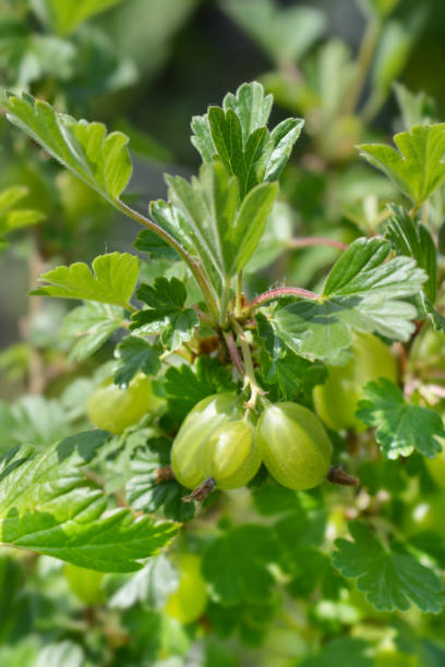 istock Gooseberry Hinnomaki Green fruit 1215180774