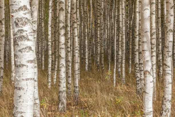 istock Birch trees with fresh green leaves in autumn. Sweden, selective focus 1215181585