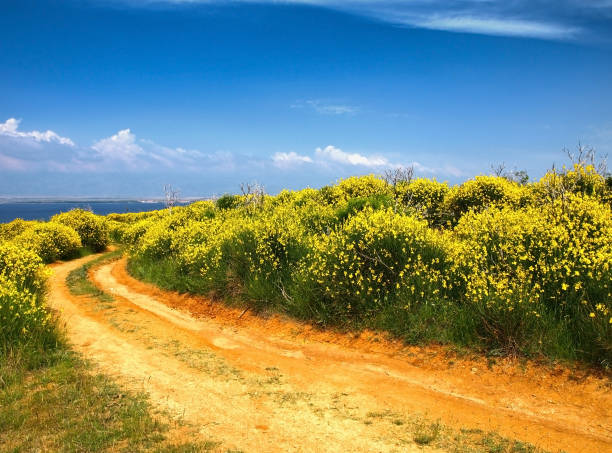 Scenic Vir island landscape with blooming broom bushes.