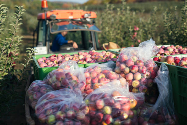 A farmer exports apples with a tractor