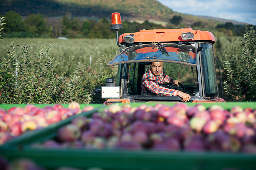 A farmer exports apples with a tractor