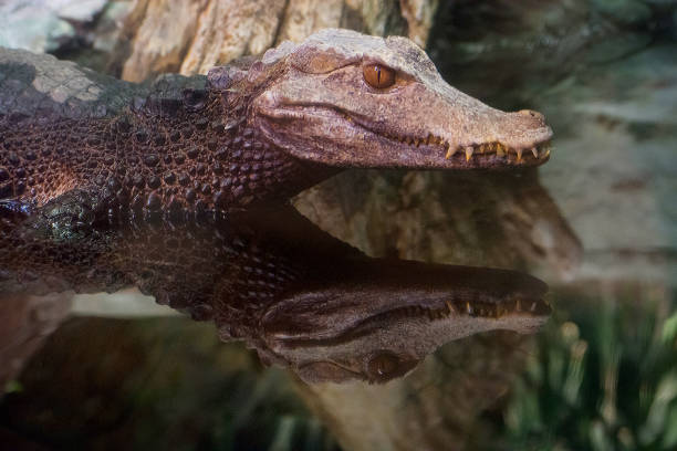 Caiman is reflected in the still water stock photo