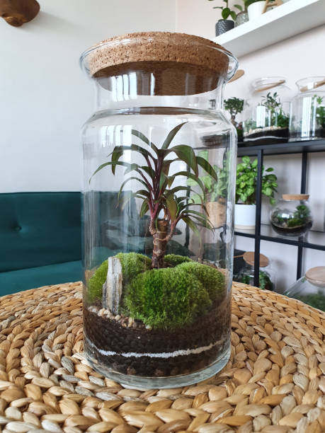 istock Beautiful jar with live forest with self ecosystem, terrarium, forest in a jar 1215183915
