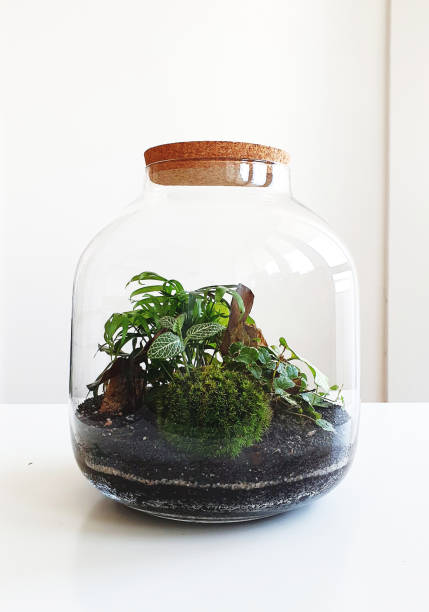 istock Beautiful jar with live forest with self ecosystem, terrarium, forest in a jar 1215183955