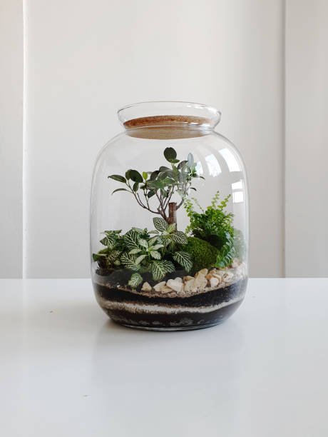 istock Beautiful jar with live forest with self ecosystem, terrarium, forest in a jar 1215183982