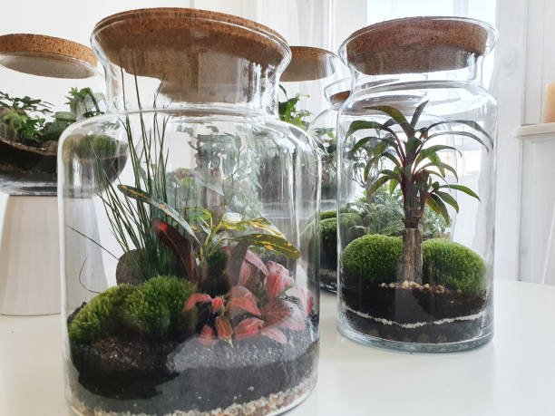 istock Beautiful jar with live forest with self ecosystem, terrarium, forest in a jar 1215183983