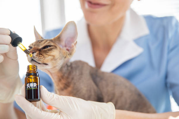 Veterinarian Giving CBD Oil Drops To a Cat as Alternative Medicine Veterinarian Giving CBD Oil Drops To a Cat as Alternative Medicine. cat sniff stock pictures, royalty-free photos & images