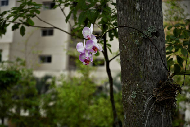 istock Orchidaceae on palm tree trunk in garden 1215186125