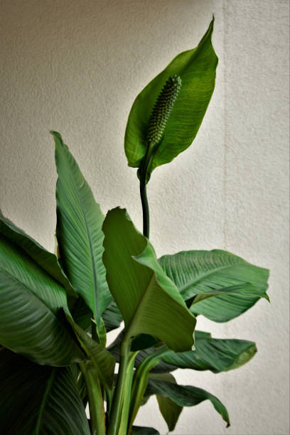 istock Spathiphyllum cochlearisphatum flower and foliage 1215186245