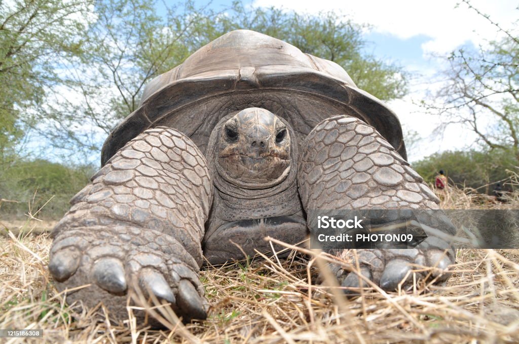 Mauritius Animals Stock Photo - Download Image Now - Animal, Animal  Wildlife, Giant Tortoise - iStock
